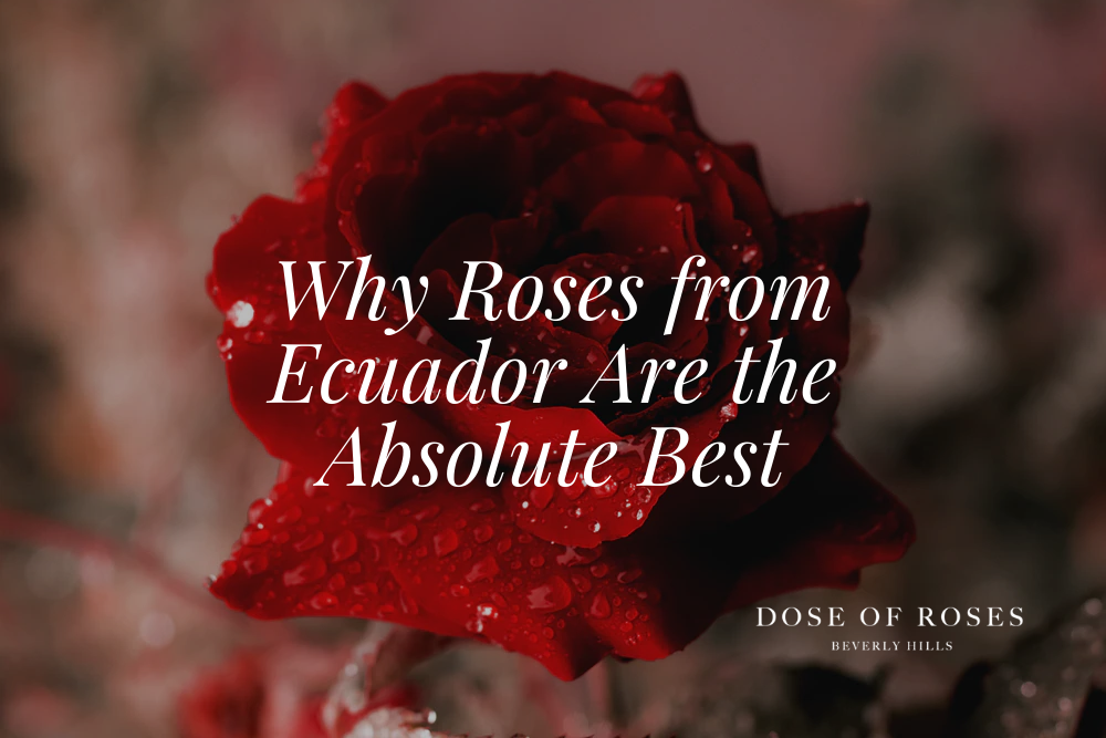 Roses from Ecuador are the Best That Money Can Buy