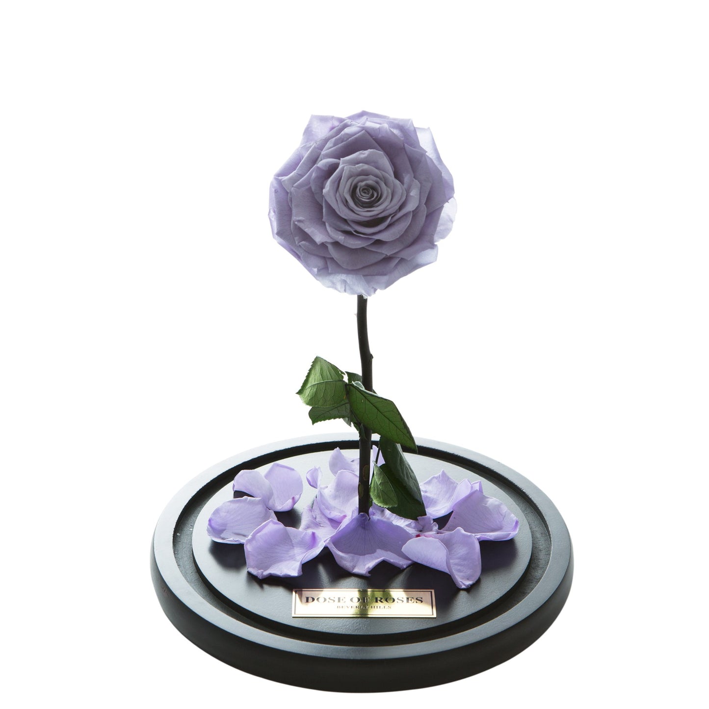 Purple Forbidden Rose