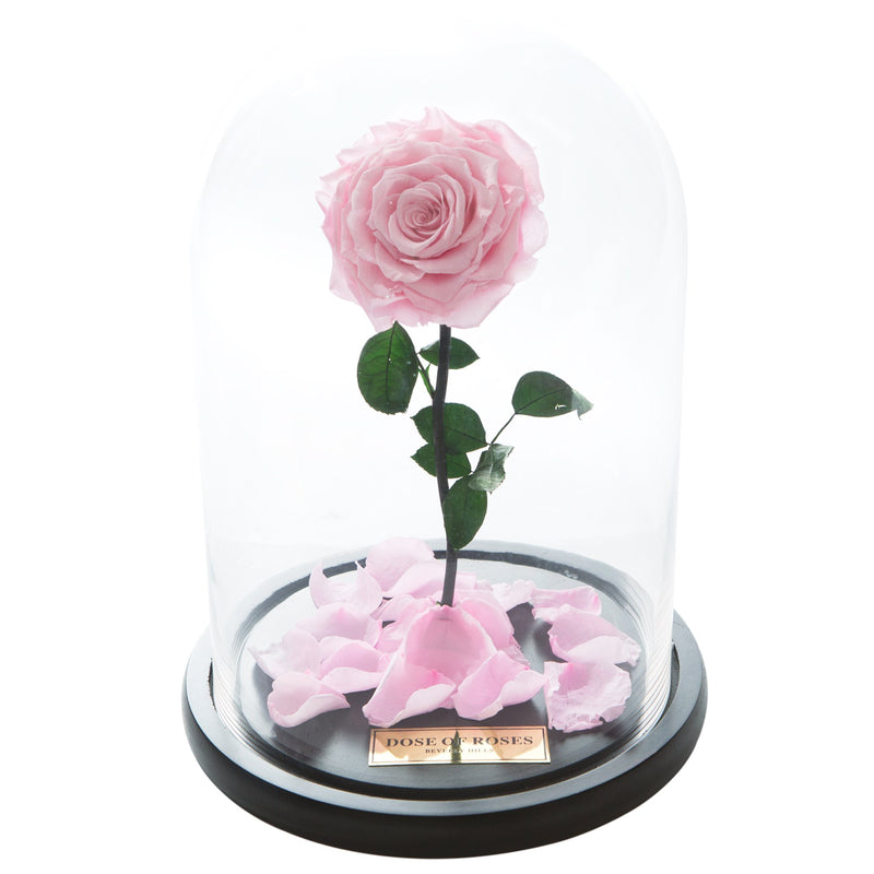Pink Forbidden Rose in Glass Dome