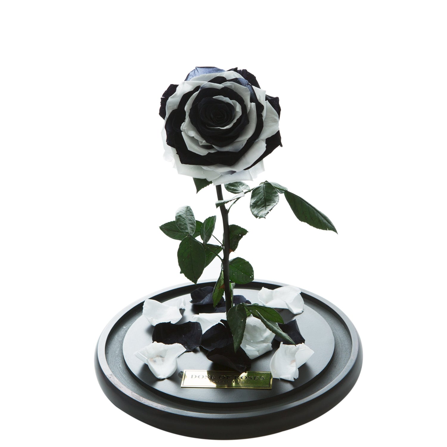 Black & White Forbidden Rose