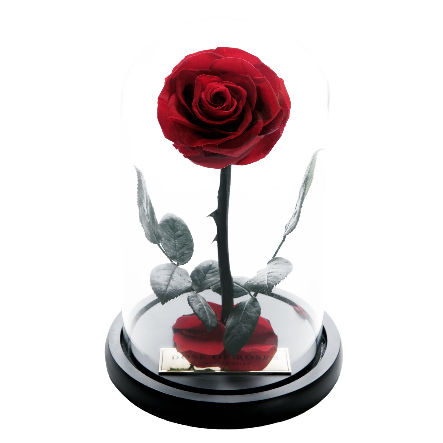 The Forbidden Rose – Red